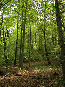 Kellerwald forest. Photo credit: Willow, CC-BY-SA-2.5, Wikimedia Commons