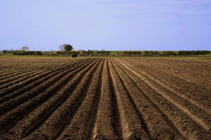 Terreno coltivato (public domain)