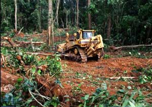 deforestazione in Camerun